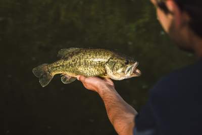Bass release