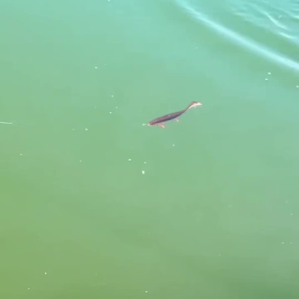 Instagram @thebestangler