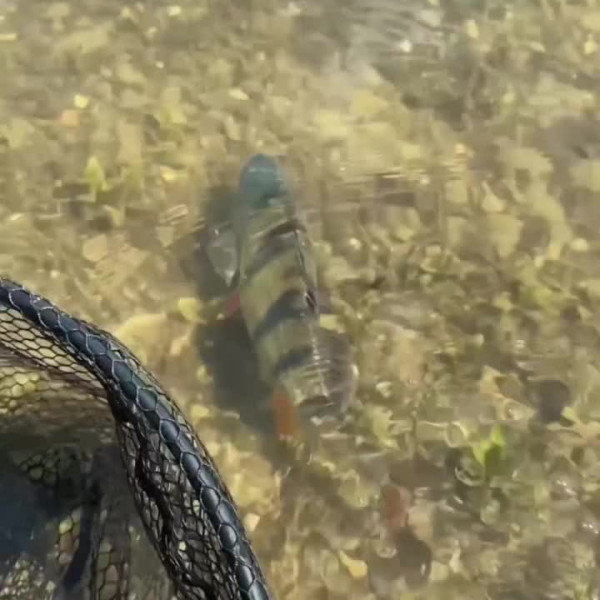 Instagram @thebestangler