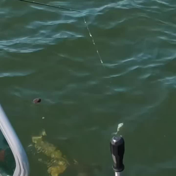 Instagram @thebestangler