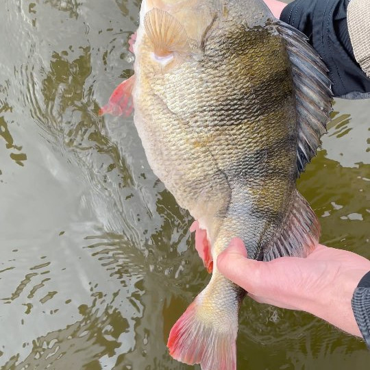 Instagram @thebestangler
