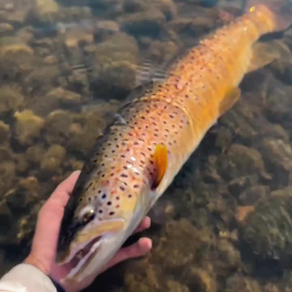 Instagram @thebestangler