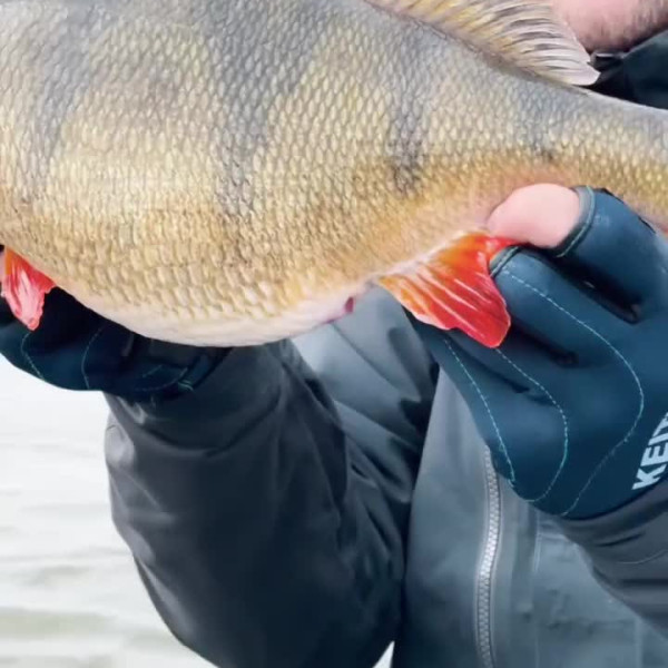 Instagram @thebestangler