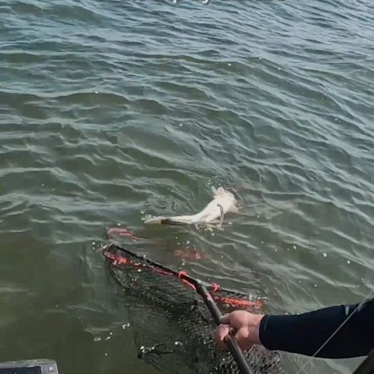 Instagram @thebestangler