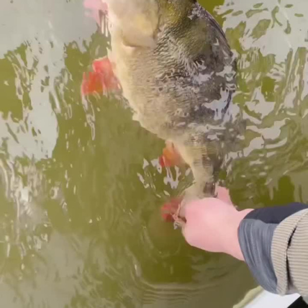Instagram @thebestangler