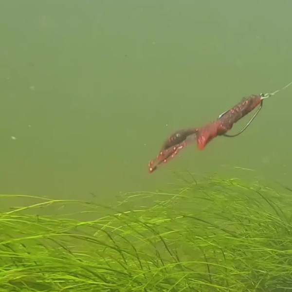 Instagram @thebestangler