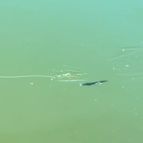 Instagram @thebestangler