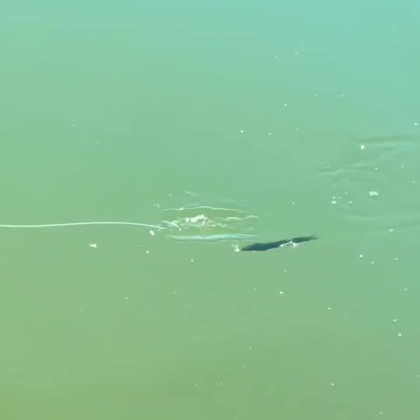 Instagram @thebestangler