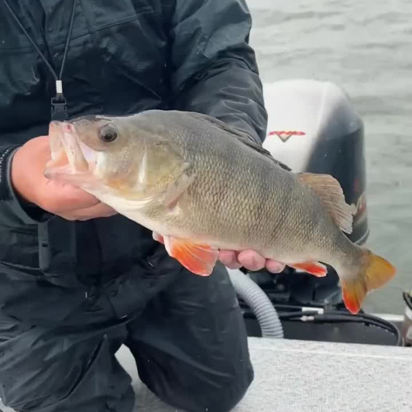 Instagram @thebestangler