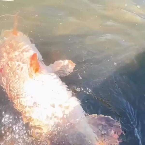 Instagram @thebestangler