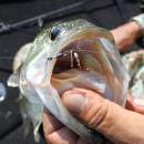 DECOY Worm 120 HD Hook Masubari #2 - 818336