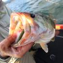 DECOY Worm 23 Body Hook #1/0 - 819753
