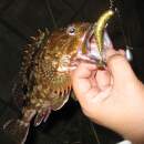 DECOY Worm 117 HD Hook Offset #3/0 - 818299