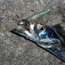 DECOY SV-34 Salt Groove S.G. Head #3/0