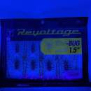 Jackall RV-Bug 1.5" RV Green Pumpkin - UV