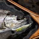 DECOY Single 28 Troutin’ #4 - 808979