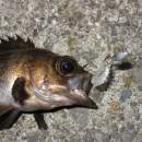 DECOY SV-45 Slide Bomb