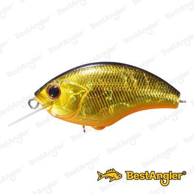 O.S.P Blitz Black Gold Orange Belly H-04