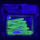 Keitech Easy Shiner 2" Purple Chartreuse - BA#03 - UV