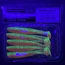 Keitech Easy Shiner 3" Fire Tiger - #449 - UV