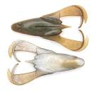 Keitech Noisy Flapper 3.5" Arkansas Shiner - CT#02